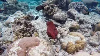 Snorkelling on the Milaidhoo House Reef Maldives