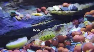 Green Shrimp Pregnant eating food..