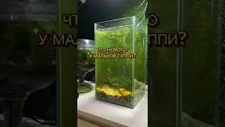 ЧТО НОВОГО У МАЛЬКОВ ГУППИ?🐡 