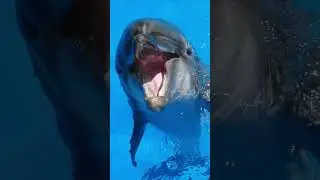 "Unveiling the Dark Side of Dolphins: Surprising Truths About Aggression and Violence" | #dolphin