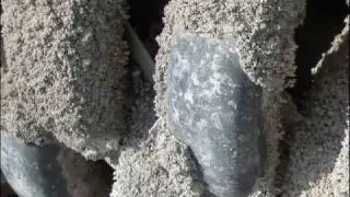 WCTI  Zero Blowdown Silica Based Technology