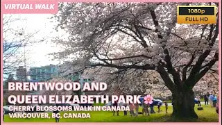 Cherry Blossoms Walk in Brentwood & Queen Elizabeth Park 🌸✨ Vancouver, BC, Canada (1080p HD)