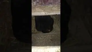 Toviqni kurk qilish