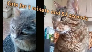 Stroking cats for 1 minute and 52 seconds
