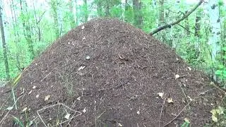 Тихая охота в Тевризе. Грибы 19 08 2023.