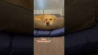 Meet the office dog