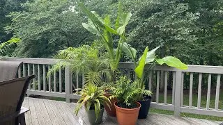 Hurricane Beryl plows through the Midwest