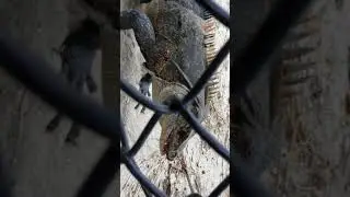 Not sure what kind of Iguana this is