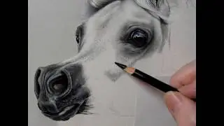 Arabian Horse Pastel Painting Demonstration