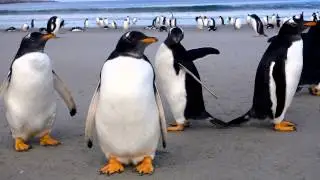 Falkland Islands
