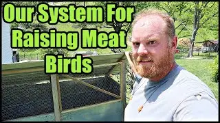 Our System For Raising Meat Birds