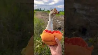 Goosey chomping on her fav fruit! #shorts #goose #cute