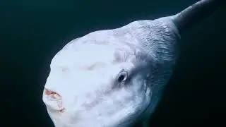 Colossal Sunfish Wows Laguna Beach Paddleboarders