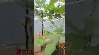 how to propagate fig tree. How to grow fig tree #gardening #fruit #fruit #shortvideo #garden