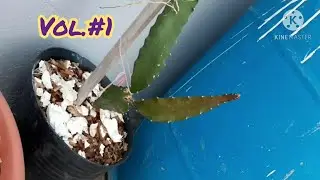 seguimiento  pitahaya en macetas vol. 1