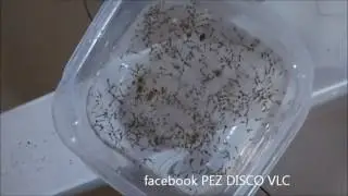 larva de mosquito para peces disco