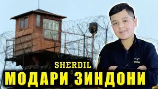 МОДАРИ ЗИНДОНИ - ШЕРДИЛ 2021