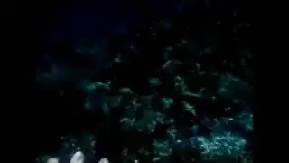ЖЕСТЬ  как я плавала с акулой на мальдивах!.wmv