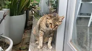 Funny Animlas Cat and dog Rabbit