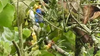 Blue Dacnis, Dacnis cayana Mielero turquesa aves en Colombia