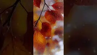 Самая любимая песня
