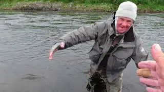 Releasing a 32 pound Atlantic salmon