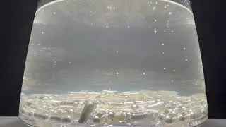 EXPERIMENT clear capsules baking soda vinegar