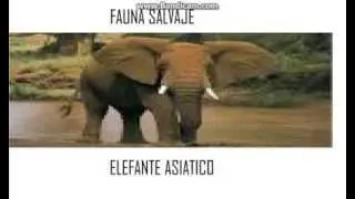 Fauna salvaje | Elefante asiatico