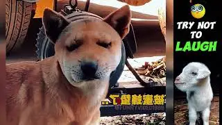 You laugh you lose | The sheep reaction
