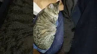 котик
