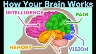 How Your Brain Works | Health Video