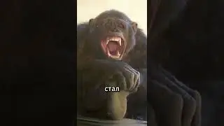 Ужасная атака шимпанзе — Если шимпанзе такой сильный, то что может горилла? 