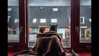 😴🐈Relax - Calm - RELAJACIÓN - 🌧🔥🌧🐈sonidos de ronroneo de gato, lluvia y chimenea