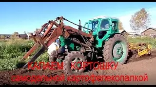В гости приехал наш подписчик, совместно копаем картофель