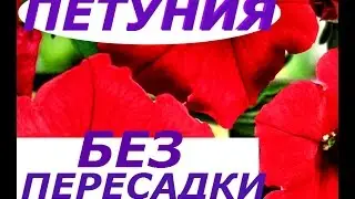 ПЕТУНИЯ БЕЗ ПИКИРОВКИ И ПЕРЕСАДКИ ! ПОЗДНЯЯ ПОСАДКА ПЕТУНИИ , СУПЕР СПОСОБ !