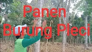 Pikat Burung Pleci - 
Panen Burung Pleci Dihutan_Sangat Menyenangkan - Pan Angga