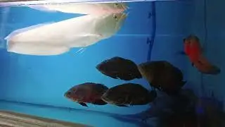 Predator fish @Pbass mono