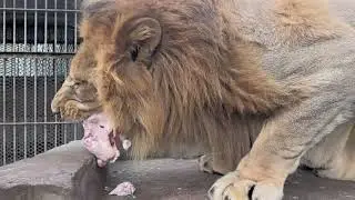 the king 🦁