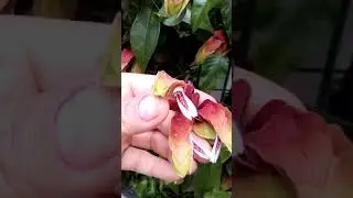 Самый не обыкновенный цветок