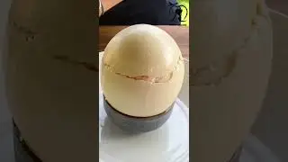 পৃথিবীর সবচেয়ে শক্ত ডিম 