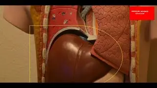 human liver #short#humanliver