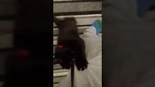 Help me my cat shadow is attacking me