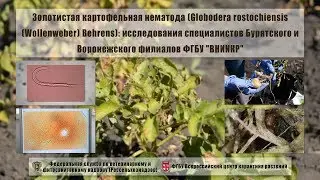 Golden potato cyst nematode (Globodera rostochiensis (Wollenweber) Behrens)