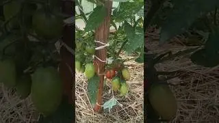 Поспели первые томаты в июне 
