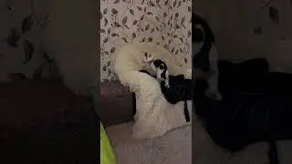 Кошка Юля дуркует