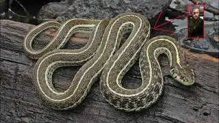 Snake Meme