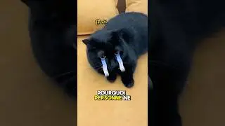 A nessuno piacciono i micetti neri?