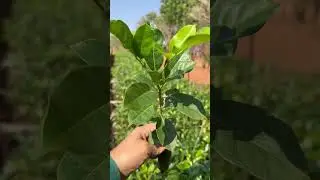Mudas de khaya Senegalensis no viveiro da Selva Florestal.