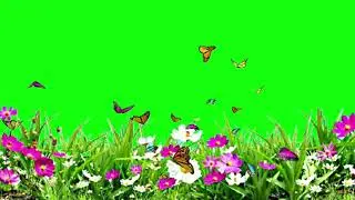 Beautiful Flowers Butterfly Animate Green Screen Effects