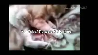 Как мушрики привозносят Кота, над всевышним Аллах1ом (الله)